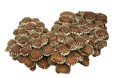 Fresh organic chestnut mushrooms