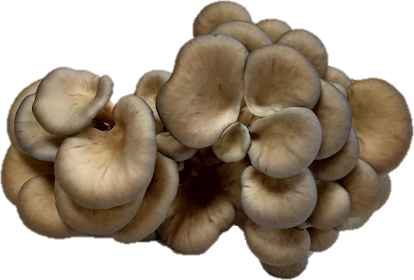 Fresh organic oyster mushrooms