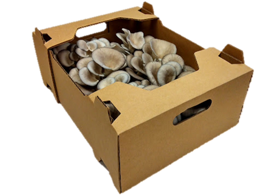 A box of Ceres organic oyster mushrooms